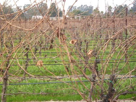 vines.JPG
