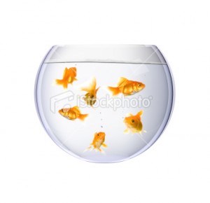 ist2_2992221-goldfish-bowl